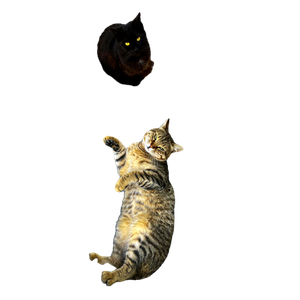 Two Cats Lounging On Urban Stairs, Showcasing Relaxed Pet Moments In An Outdoor Setting. 14370 - Cat PNG image with transparent background